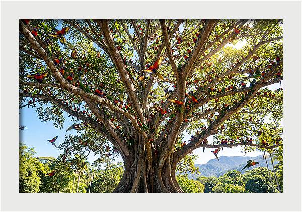 Rainbow Lorikeets In Vibrant Harmony