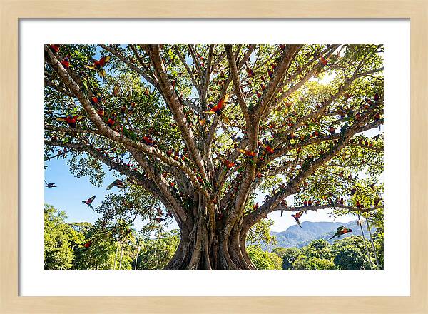 Rainbow Lorikeets In Vibrant Harmony