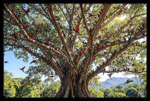 Rainbow Lorikeets In Vibrant Harmony