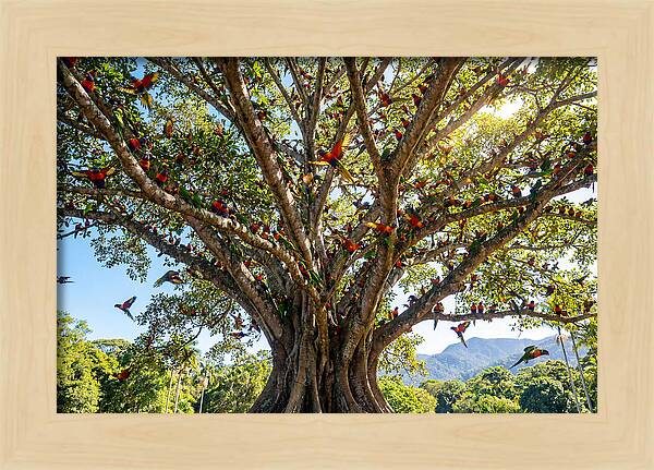 Rainbow Lorikeets In Vibrant Harmony