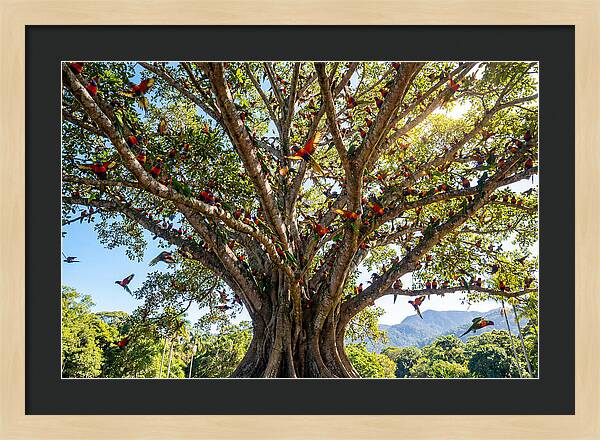 Rainbow Lorikeets In Vibrant Harmony