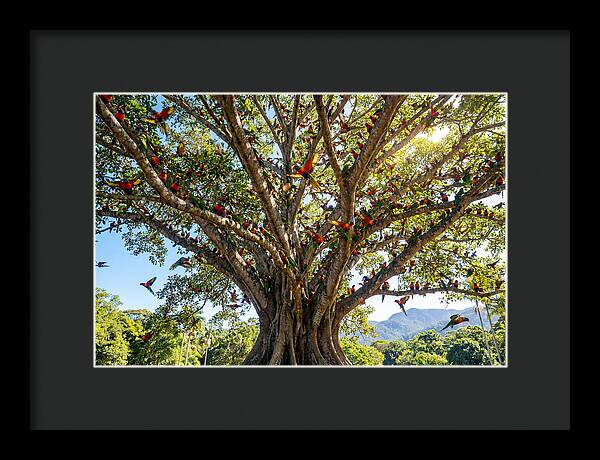 Rainbow Lorikeets In Vibrant Harmony
