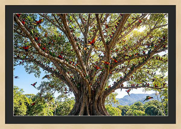 Rainbow Lorikeets In Vibrant Harmony