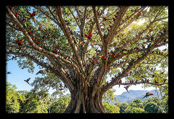 Rainbow Lorikeets In Vibrant Harmony