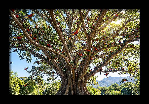 Rainbow Lorikeets In Vibrant Harmony