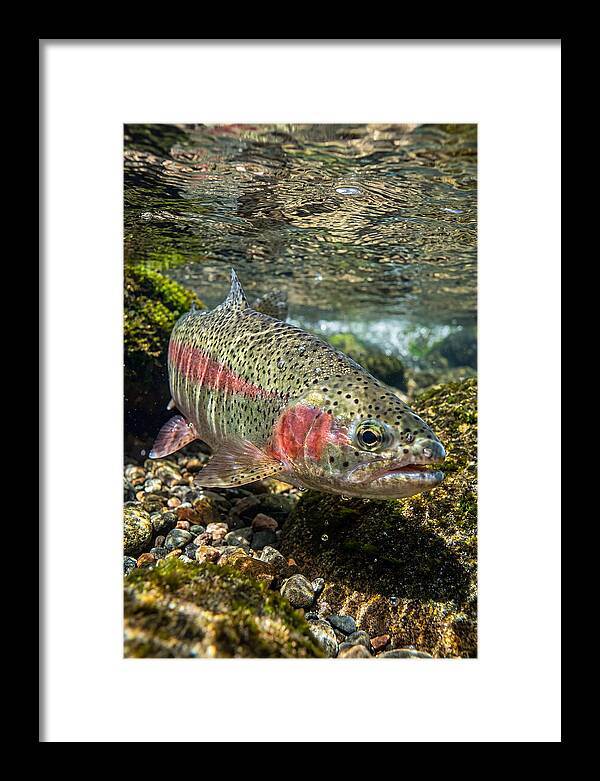 Rainbow Trout In Clear Stream