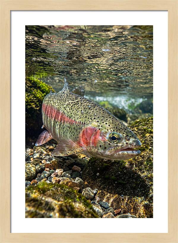 Rainbow Trout In Clear Stream