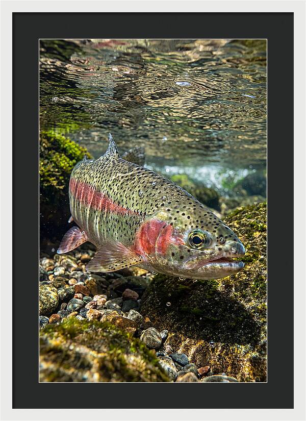 Rainbow Trout In Clear Stream