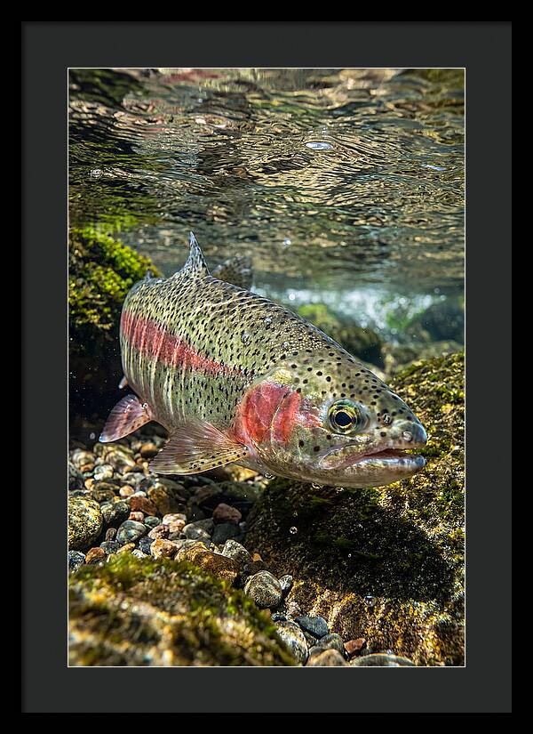 Rainbow Trout In Clear Stream
