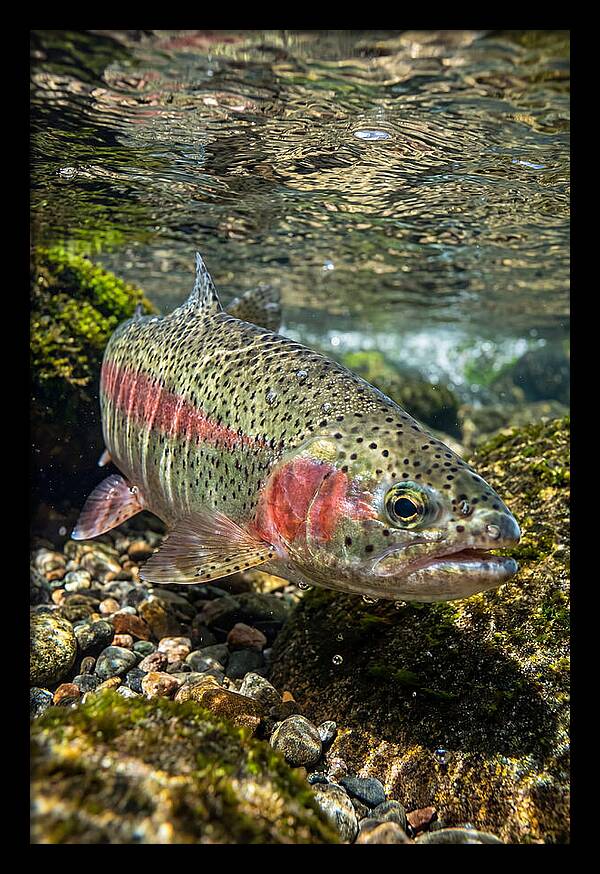 Rainbow Trout In Clear Stream