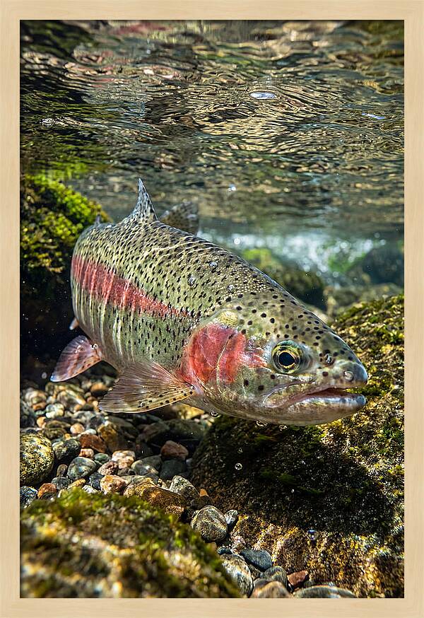 Rainbow Trout In Clear Stream