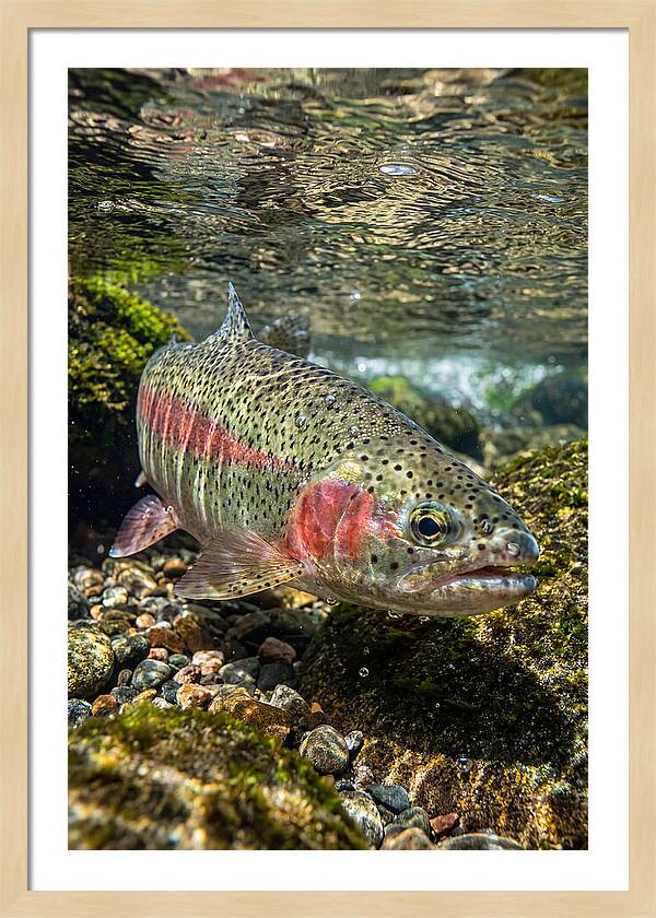 Rainbow Trout In Clear Stream