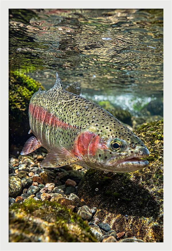 Rainbow Trout In Clear Stream