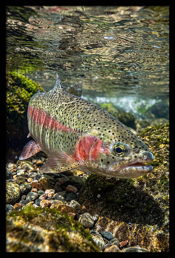 Rainbow Trout In Clear Stream