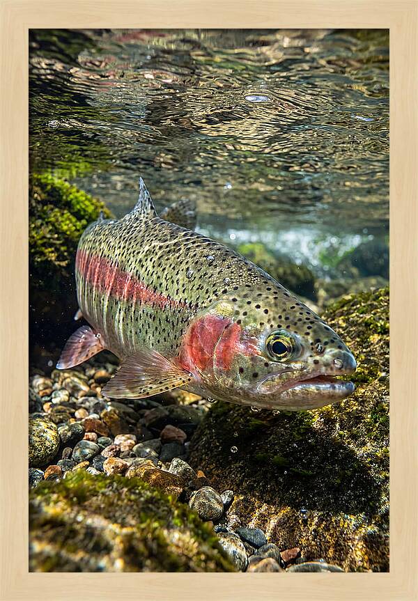 Rainbow Trout In Clear Stream