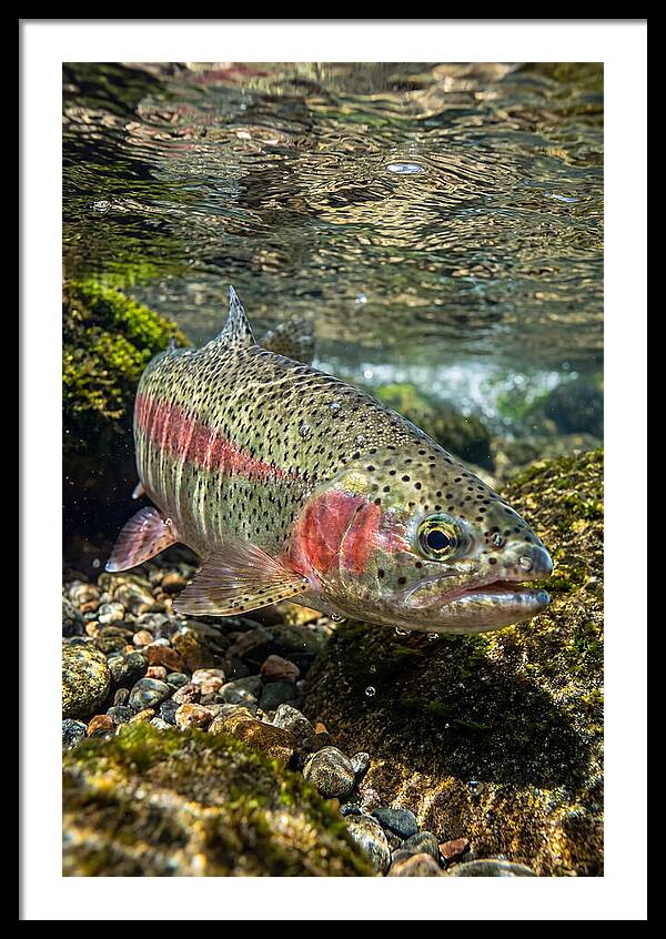Rainbow Trout In Clear Stream