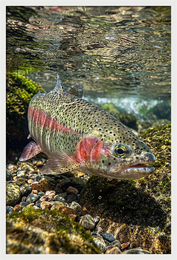 Rainbow Trout In Clear Stream