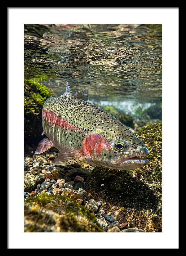 Rainbow Trout In Clear Stream