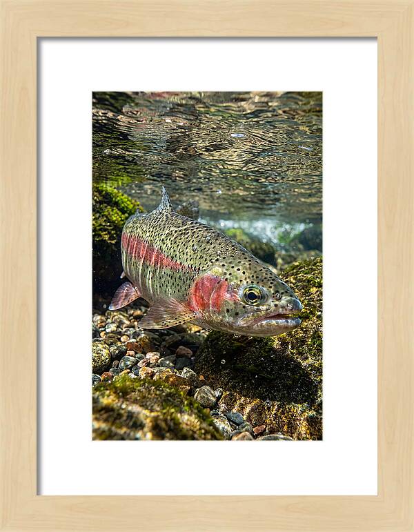 Rainbow Trout In Clear Stream