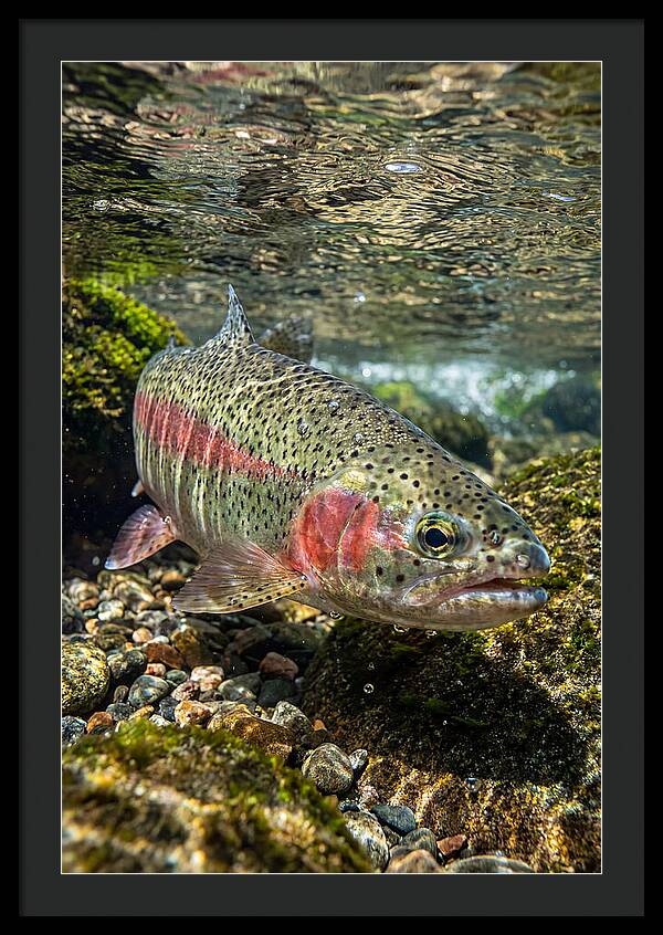 Rainbow Trout In Clear Stream