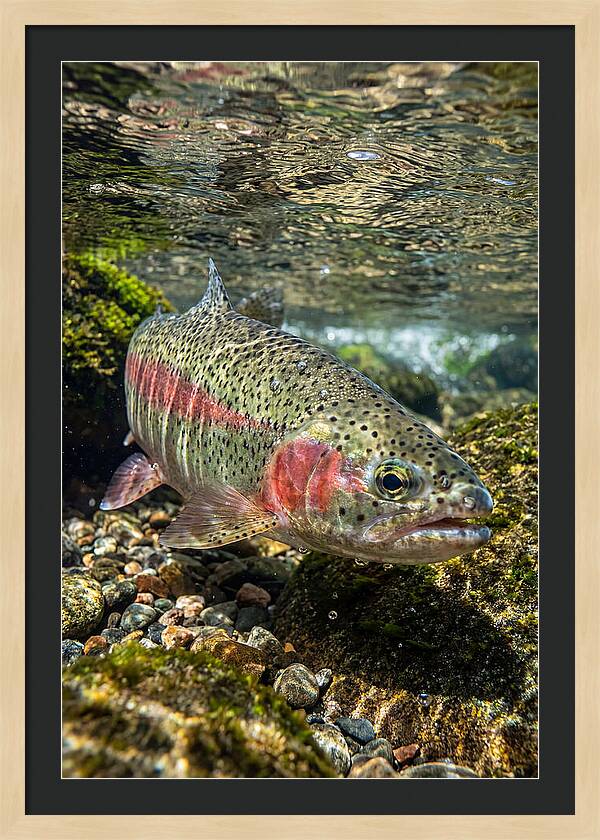 Rainbow Trout In Clear Stream