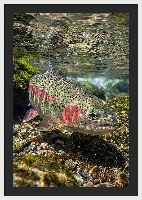 Rainbow Trout In Clear Stream