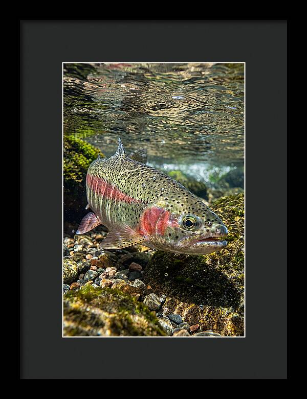 Rainbow Trout In Clear Stream