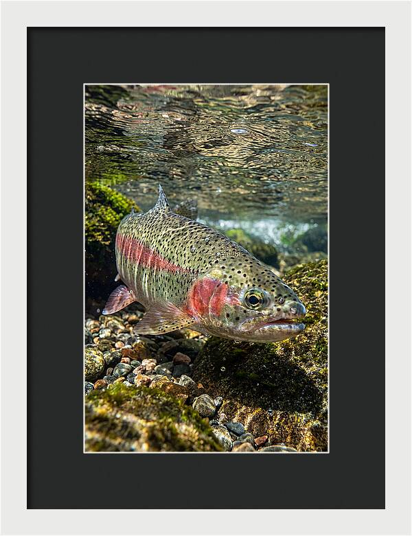 Rainbow Trout In Clear Stream