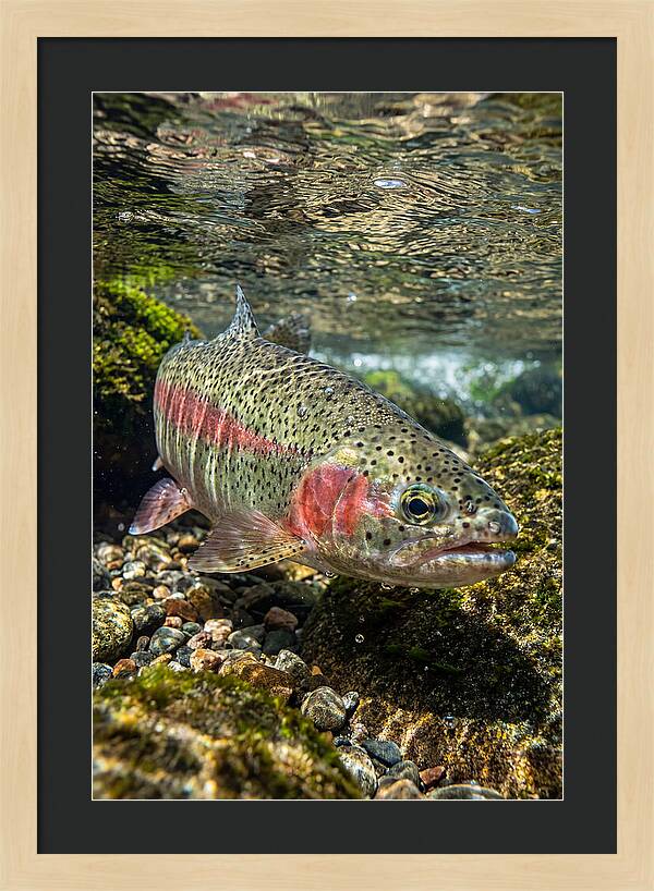 Rainbow Trout In Clear Stream