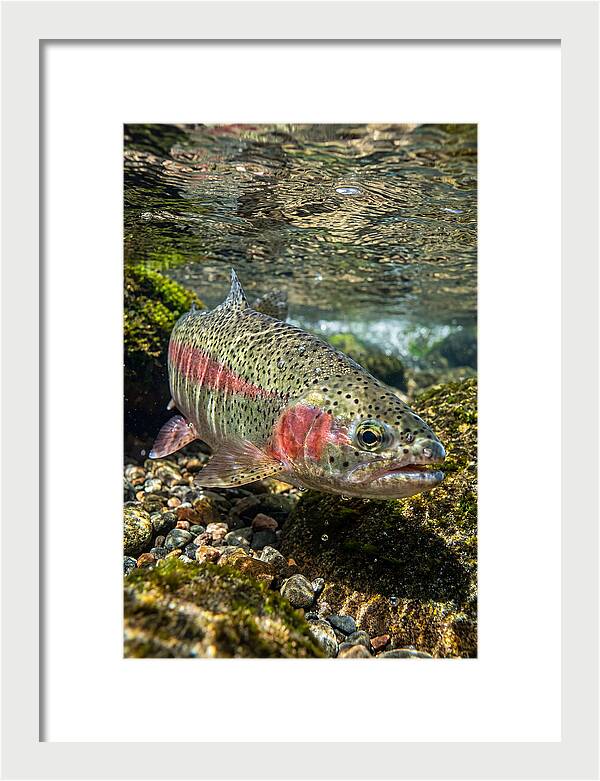 Rainbow Trout In Clear Stream