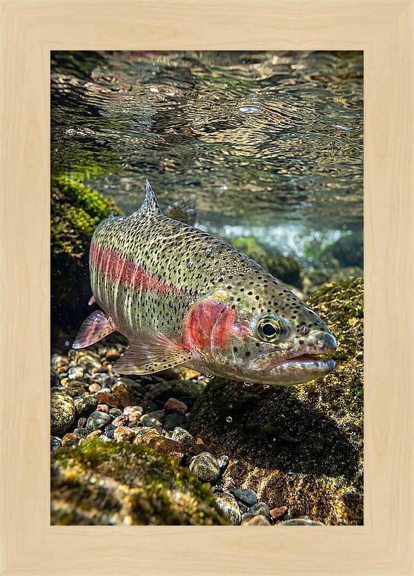 Rainbow Trout In Clear Stream