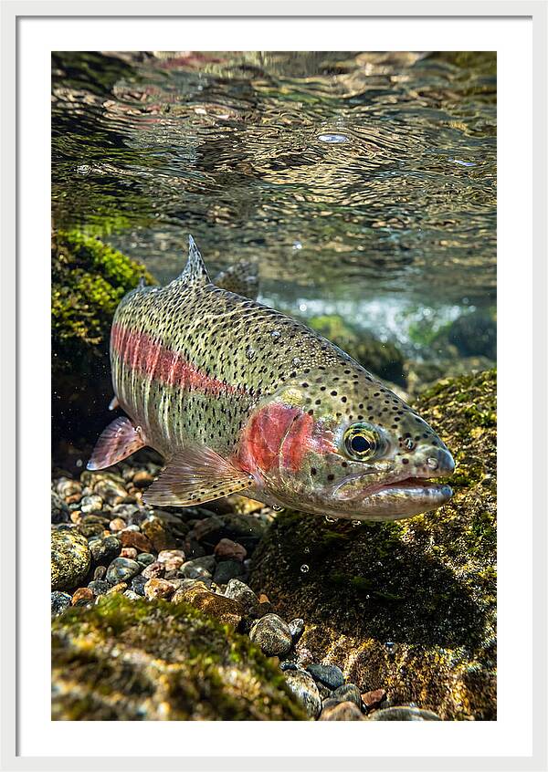 Rainbow Trout In Clear Stream