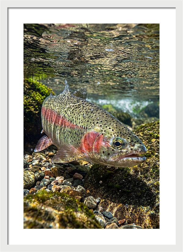 Rainbow Trout In Clear Stream