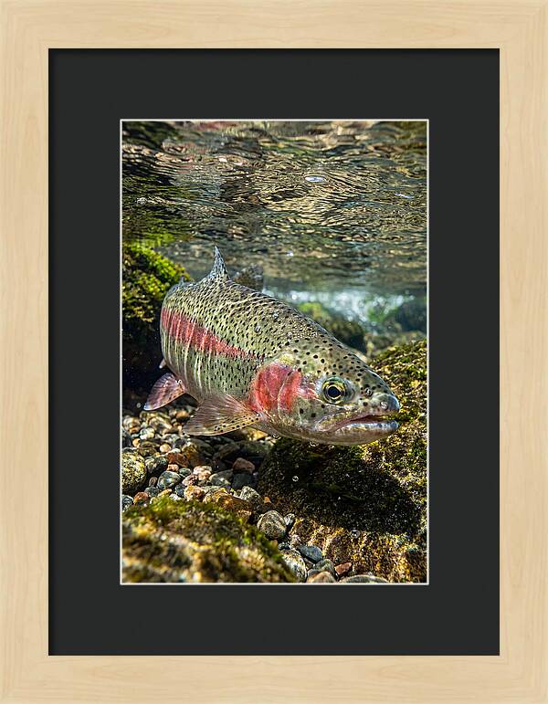 Rainbow Trout In Clear Stream