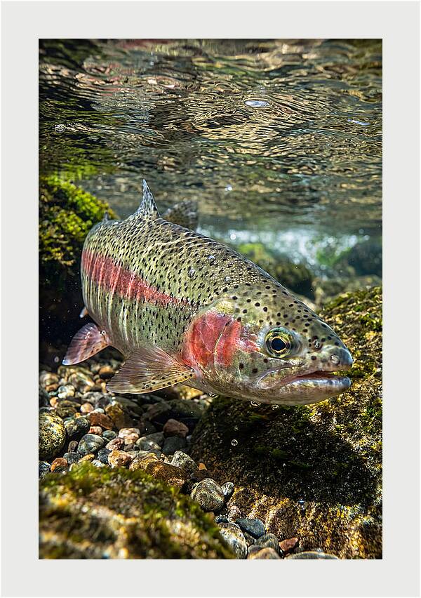 Rainbow Trout In Clear Stream