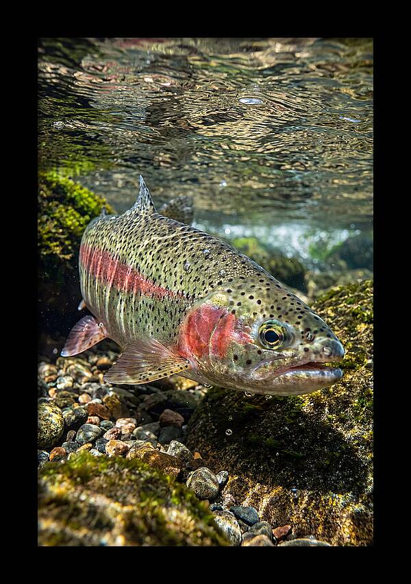 Rainbow Trout In Clear Stream