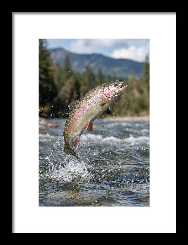 Rainbow Trout Leaping