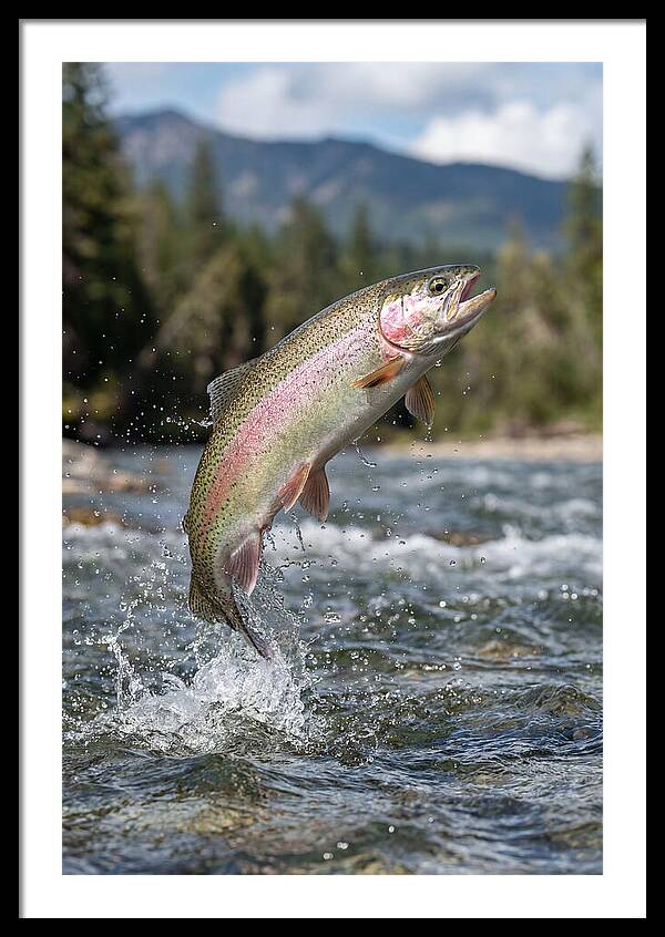 Rainbow Trout Leaping