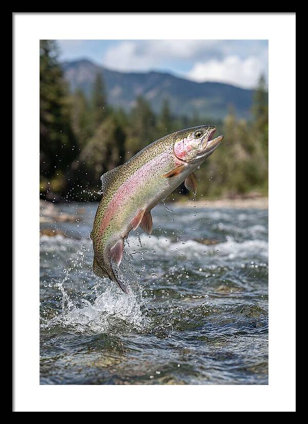 Rainbow Trout Leaping