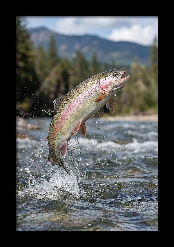 Rainbow Trout Leaping
