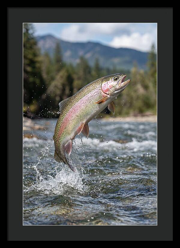 Rainbow Trout Leaping