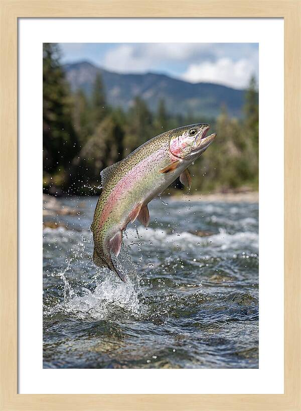 Rainbow Trout Leaping