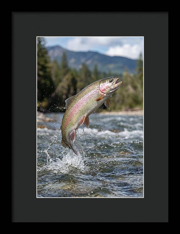 Rainbow Trout Leaping