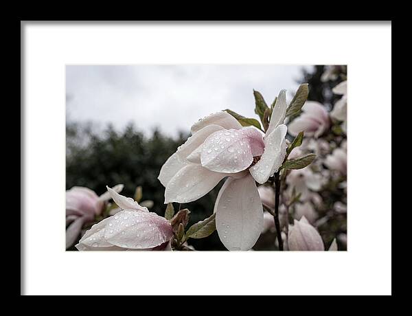 Raindrops On Magnolia Petals