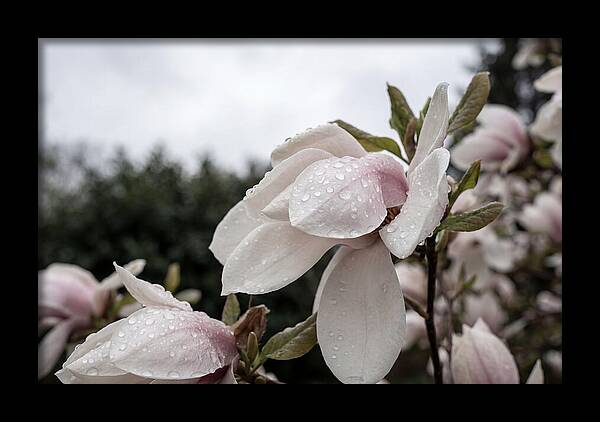 Raindrops On Magnolia Petals