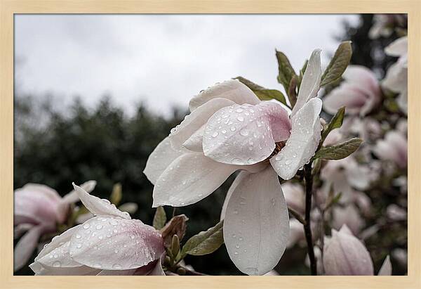 Raindrops On Magnolia Petals