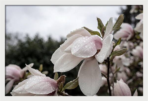 Raindrops On Magnolia Petals