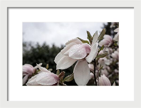 Raindrops On Magnolia Petals