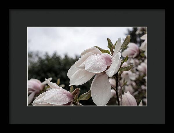 Raindrops On Magnolia Petals