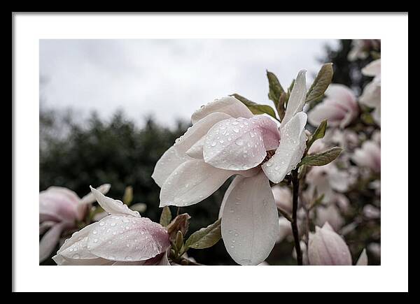 Raindrops On Magnolia Petals